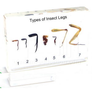 Insect’s Legs educational embedded specimen